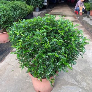 �����������ľ���Ի����҃�����ò�ֲ������Ϙ��辰������Gֲ