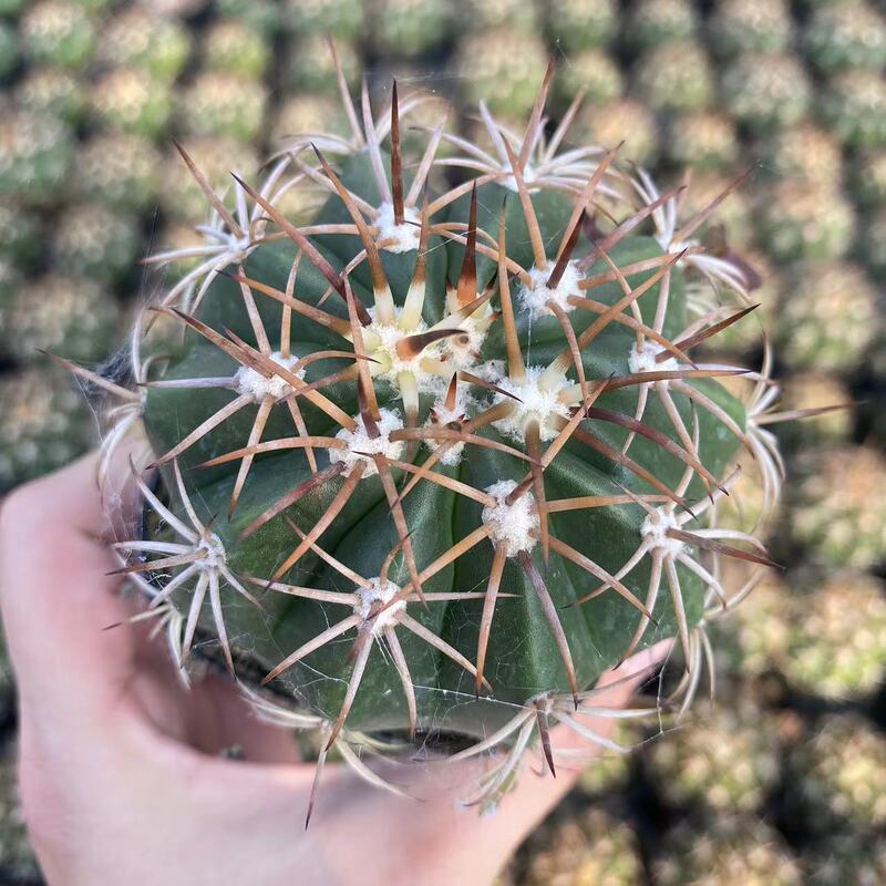 大仙人球コレクション、鉢植えの開花仙人掌、多肉植物、星兜瑞昌玉、玉龍鳳玉、玉翁|undefined