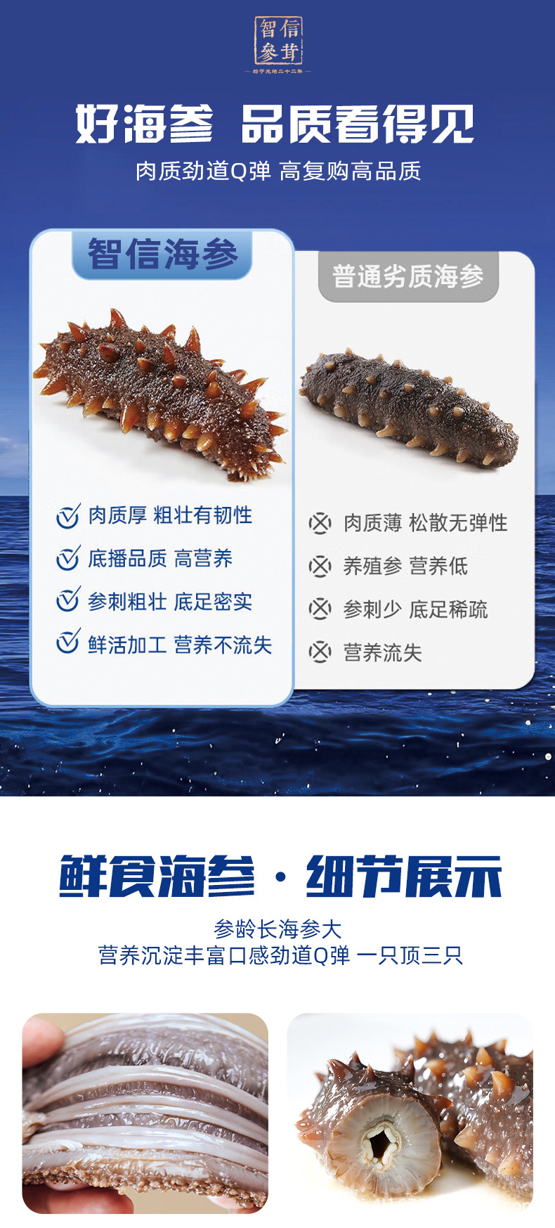 Ready to Eat Sea Cucumber Liaoning Spiny Sea Cucumber Frozen 500g Pack specifications