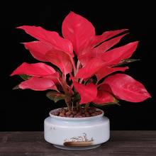 室内观赏花卉 室内观赏花卉品牌 图片 价格 室内观赏花卉批发 阿里巴巴