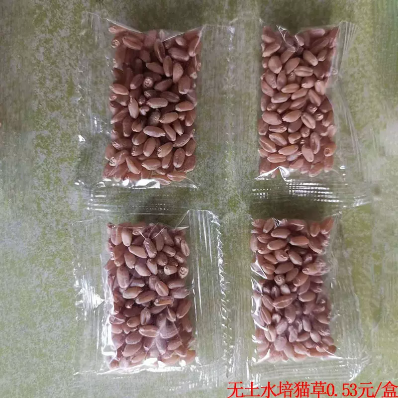小麦批发 猫草种植套装内含小麦单独批发化毛球猫草