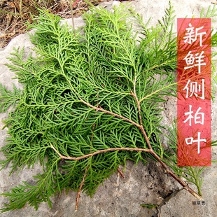野山新鲜侧柏叶 干侧柏叶 侧伯叶 扁柏叶 侧柏叶粉防脱发黑发生发-阿里巴巴
