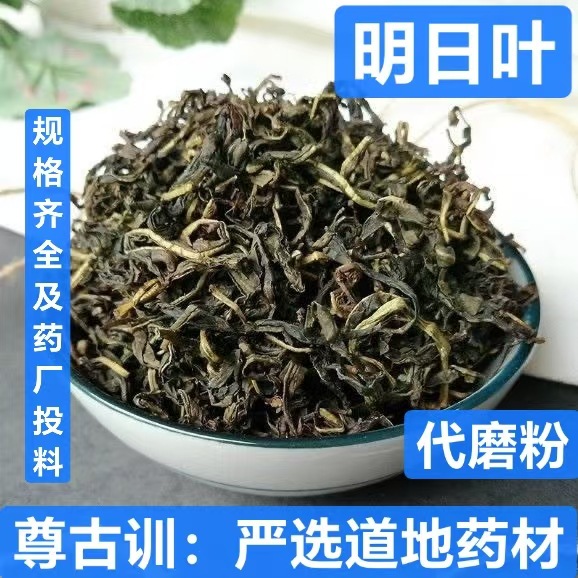 明月草茶 中药材 明日叶 草 长寿草 神仙草 明日叶 支持药检