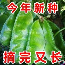 【新种上市】大肉绿眉豆猪耳朵扁豆菜园新鲜蔬菜四季豆梅豆角