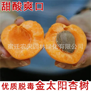 �Ә����Ъ�R�Ӽ޽��ش�t�Ә���ͥԺ�ϱ����Nֲ����Y���������