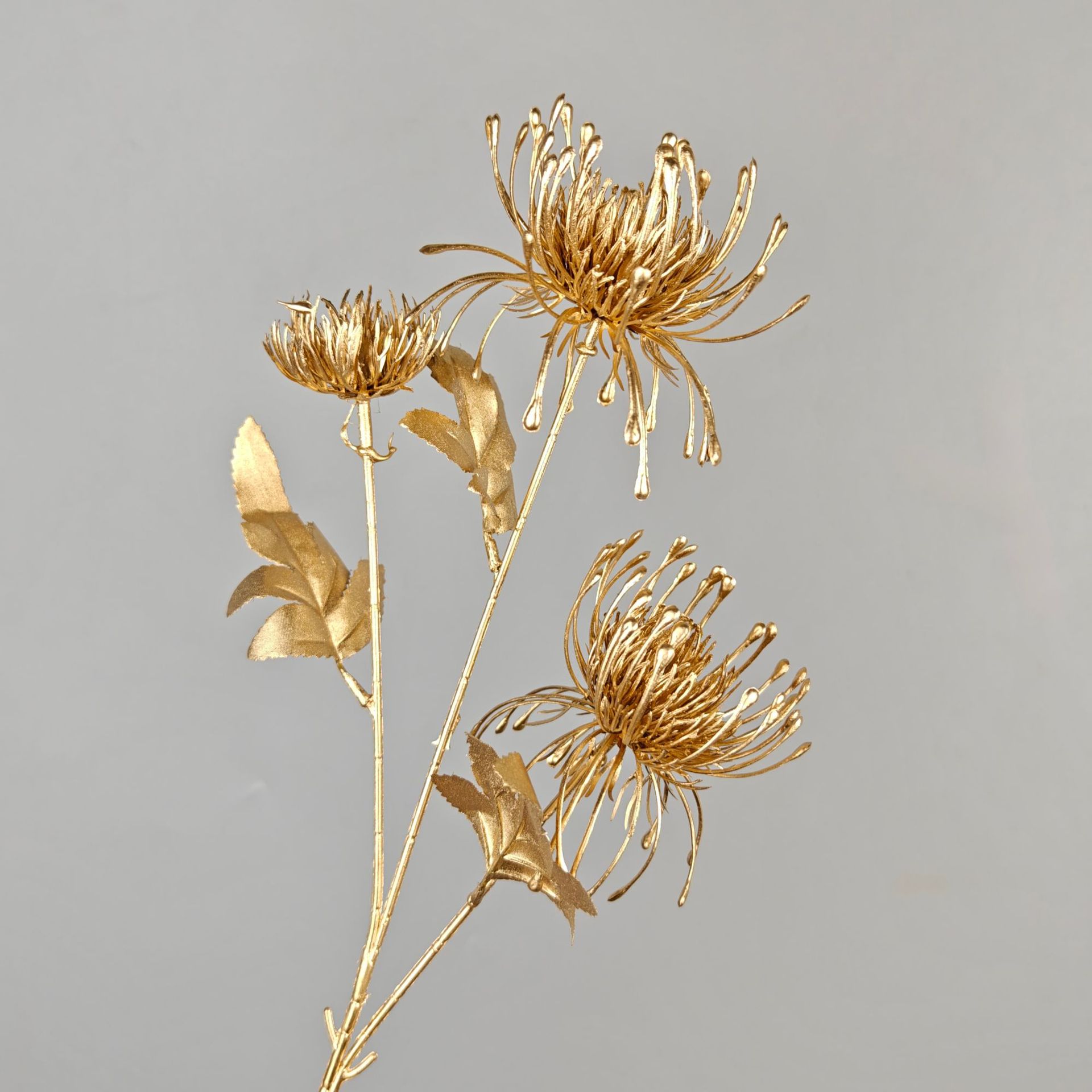 Needle cushion chrysanthemum