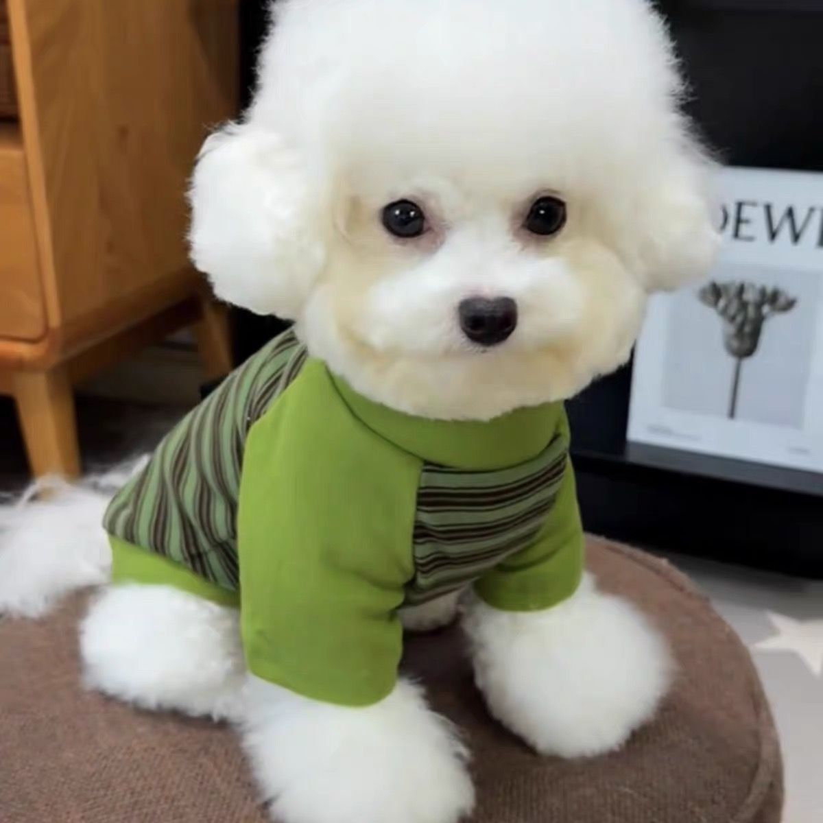Gatos otoño invierno ropa accesorios rayas mascotas perros pequeños peleas de peluche que osos suministros de camiseta de base universal transfronterizos