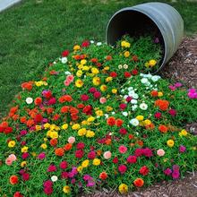 ļN̫ꖻNͥԺ̨_ܷNl·N