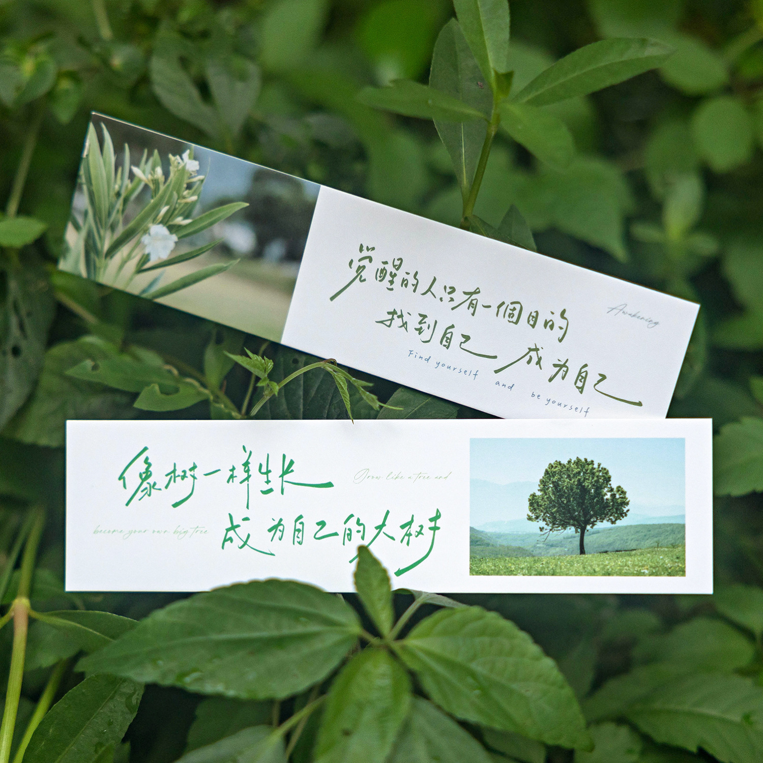 Mo Mo en caja, marcadores, corazón, serie, paisaje fresco, texto, lectura de estudiantes, página de libro, tarjeta