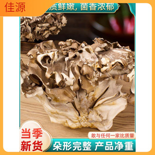 ��Ϯ������r�Ҙ仨��؛500g����Ģʳ�þ������נI�B�����Ҝ�ʳ��