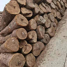 Ƥ��ľ ��̴ �L܇ľƤ�Ҳ�P׵ľ��� ��Ԫľ�����l �������l����