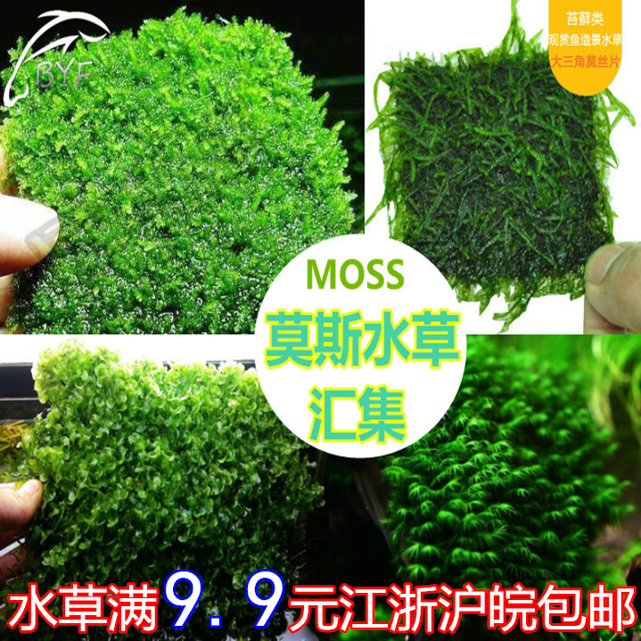 鱼缸造景莫斯水草珊瑚莫斯大三角莫斯苔凤尾苔坨草沉木莫斯树造景 种苗花卉网