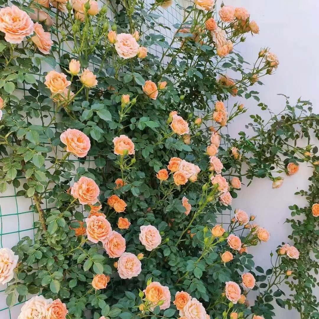 Sweet Dreams [덩굴꽃의 향기]