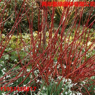 �t��ľ���� ��ɫ��ľ�t��ľ��ͥԺ�е��t�R�����G��������ľ��