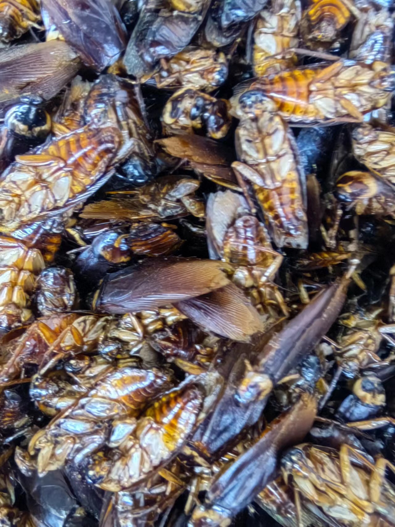 Dried Cockroach (Eupolyphaga sinensis) — Traditional Chinese Medicinal Insect, 500g key features