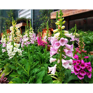 ë���S ����S �ϻ�����S �����R ָ픻� �����R ���K��ɽ�ײ�