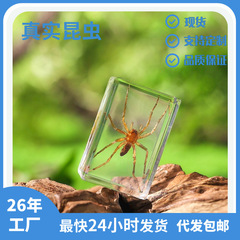 Zhenfang 工芸品メーカーが独自に運営する本物の昆虫標本、生物学の普及科学教育、暗号文、クロスボーダーのドロップシッピング