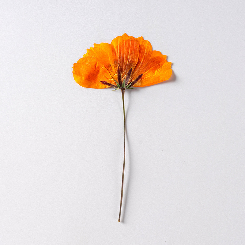 硫黄華菊側押花押花材滴糊乾花携帯ケース植物標本教育diy材料香薫|undefined