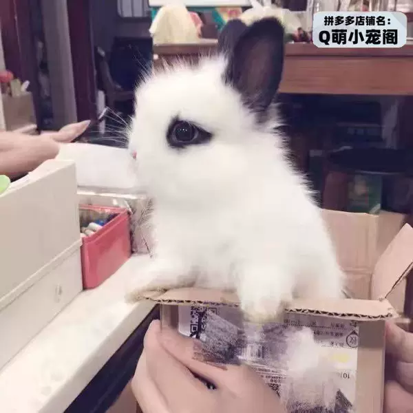 Panda, cat, cat and rabbit [rare and beautiful]