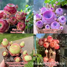 山地玫瑰多肉种子混色水蜜桃玫瑰多肉种子室内阳台盆栽花卉易养活