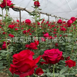Цветочный цветок Corolla Blossom Blossom Blossom Blossom Bolsom Pot