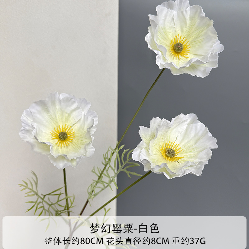 Dream poppy (leafless)