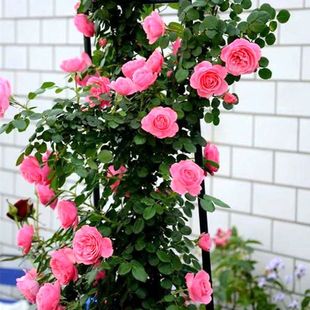 �����¼����Nޱ�����ļ��_���ٱ�ͥԺ�ֲ̨����^����