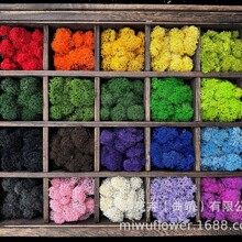 �M���������Z¹̦�\��΢���^���r�����diy����Gֲ��������l