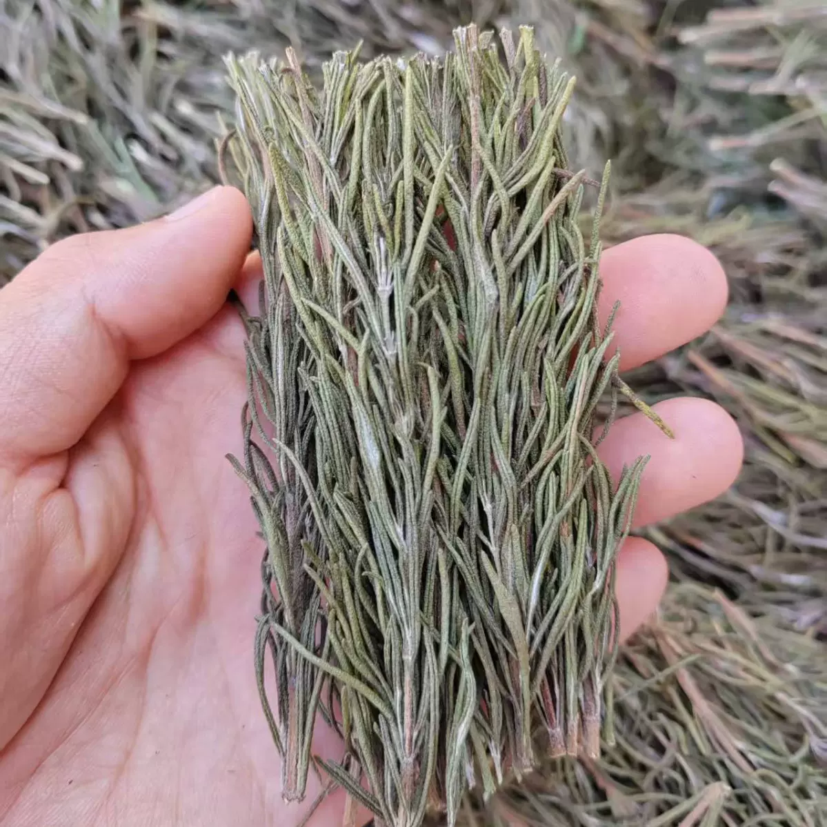 迷迭香原枝煎牛排用牛排调料配料新鲜干枝西餐烘焙香料100克装