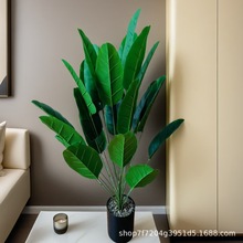 �羳�������˽��Gֲ�Ž��~ 24�^�����B����ֲ�� ��������b�����