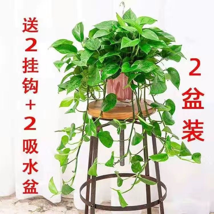 60 long vines, 2 red potted vines, about 30cm long, with absorbent basin