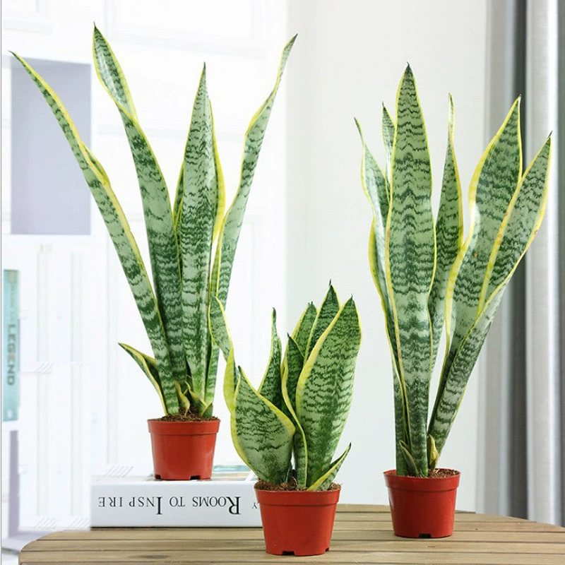 Пномпень Тигровая Орхидея Гидропонные комнатные растения в горшках Гостиная Офис Four Seasons хорошие водонагревательные цветы Зеленые Растения горшечные растения