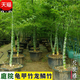 һ�����l�ļ��������F���[��������������ͥԺ�e���쾰���@ֲ���