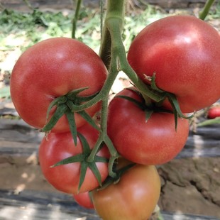 ��TY���ʾG��FCRR�����ɫ���t���N�ӄP��105