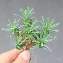 峨眉山多肉块根植物小菠萝盆栽铁甲麒麟大戟科室内办公室桌面绿植