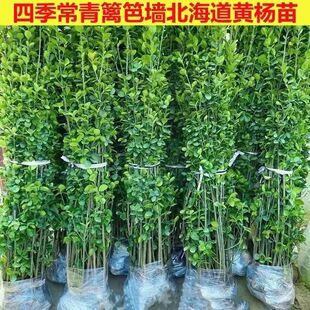 �Ї������綬���䱱�����S������~�S���ͥԺ�h�ʠ��ļ���������