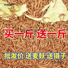 ����x����x�ӻ��w�S���x�r������x�˸����С�Bʳ������̫��