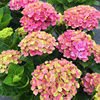 Hydrangea seeds, hydrangea, flowers seeds, all seasons of seasons, blooming courtyards, blooming outdoor flowers and grass seeds