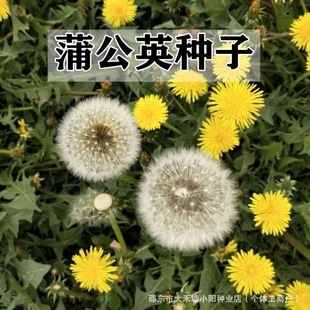 Ұ���ѹ�Ӣ�N�� ���Ŷ��N�� �����߲�Ұ�˷N���ѹ�Ӣ��ζ�׷Nֲ