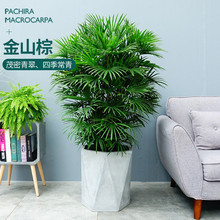 ��ɽ�ؼ��~��Ʒ���ԾƵ�����T��ֲ��e���G���k���ҾGֲ�辰����