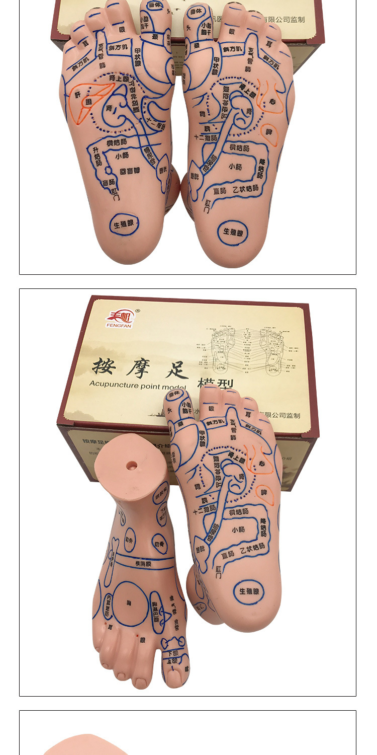 Foot Acupoint Reflexology Model with Clear Markings, Foot Reflex Zone Massager, Acupoint Stick, PVC Foot Model for Home Wellness Routine detail image