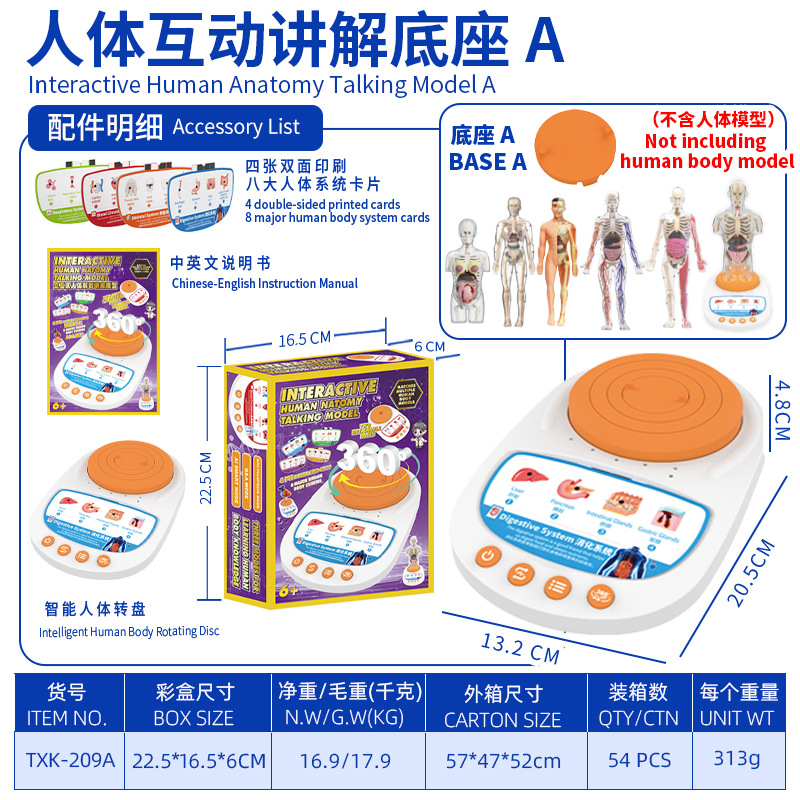 Modelo del cuerpo humano, juguetes educativos STEM para niños, modelo de anatomía humana desmontable, reconocimiento de órganos, fabricante, venta al por mayor image 9