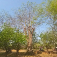 供应绿化苗木、大规格乔木  大国槐 移栽成活