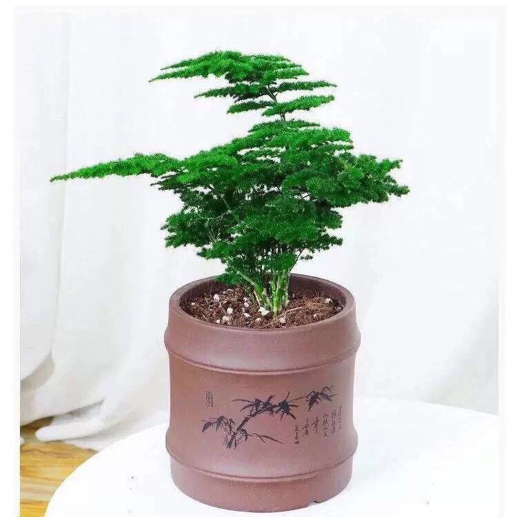 Таншаньский гномий облако, бамбук аспарагус, бамбук облако, сосна, легко выращиваемые зеленые растения в офисе, настольные вечнозеленые маленькие горшечные растения, вечнозеленые круглый год.