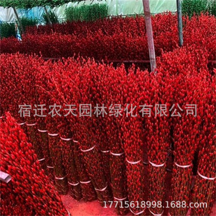 ѩ����֦��ľ�괺��֦÷�����D÷������ˮ�_��ˮ���r���҃Ȼ���