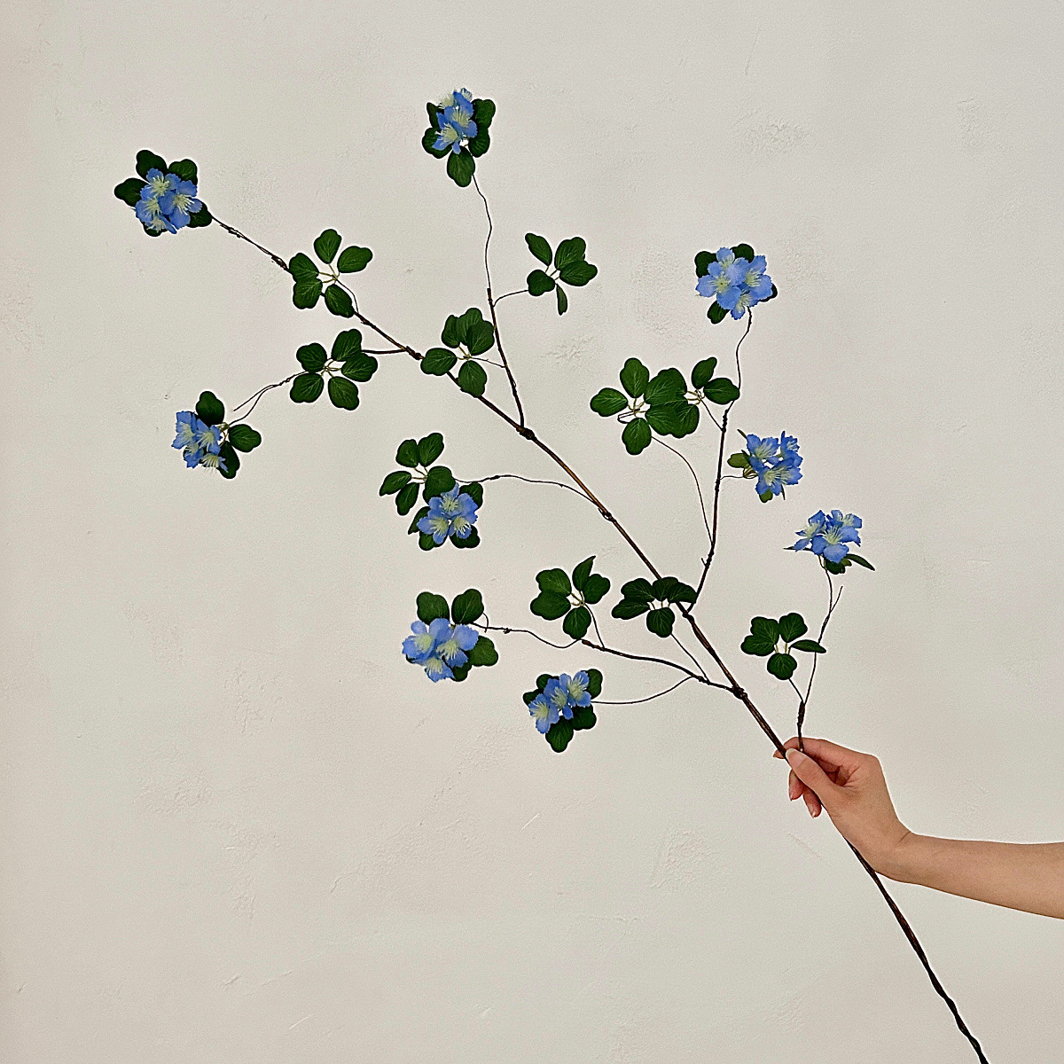 Gran flor de albaricoque - azul