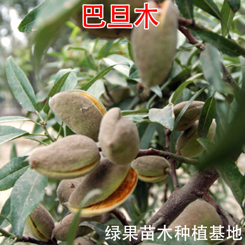美国大杏仁树苗 扁桃苗 巴旦木苗 巴旦木树苗 甜杏仁苗 坚果树苗