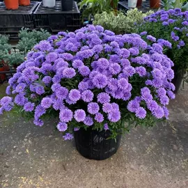 盆栽;种子;种球