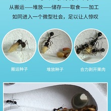 2025Λρ�Ǳ����������ի@ρ�W���^�����B���ɳρ���C��ρ��҈@