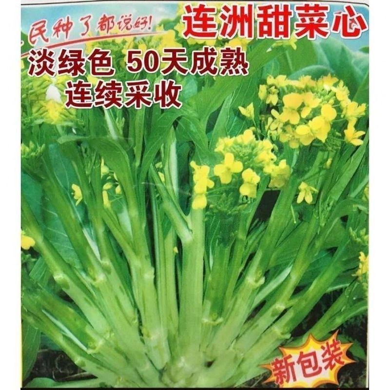 多子多福甜菜心种子多枝多芽菜心广东菜芯菜苔籽清甜蔬菜四季秋冬